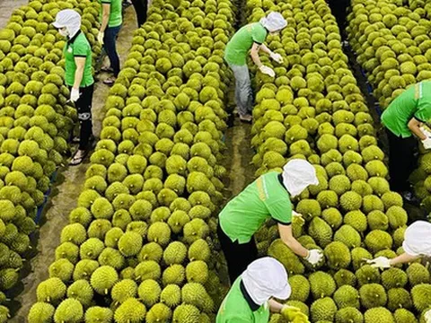 Tổ yến, khoai lang sắp sang Trung Quốc, đàm phán tiếp cho thịt heo