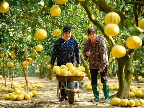 Thủ phủ bưởi Diễn tất bật thu hoạch phục vụ Tết