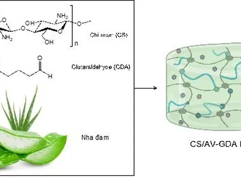 Nữ tiến sĩ điều chế rau má, nha đam chữa vết thương mãn tính