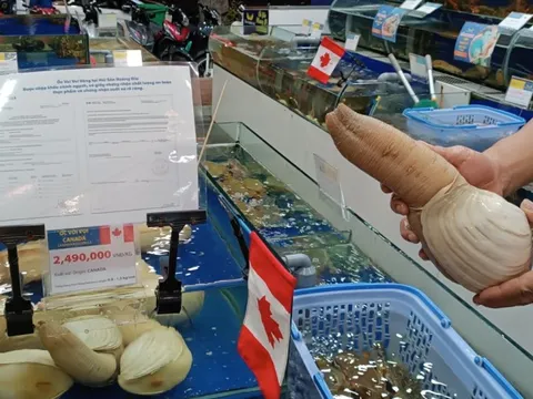 Ốc vòi voi vàng Canada bán Tết giá gần 5 triệu đồng/con