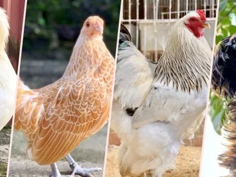 Mốt mua gà kiểng độc dị làm quà biếu Tết