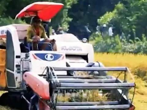 Vượt qua Thái Lan, giá gạo Việt Nam dẫn đầu thế giới