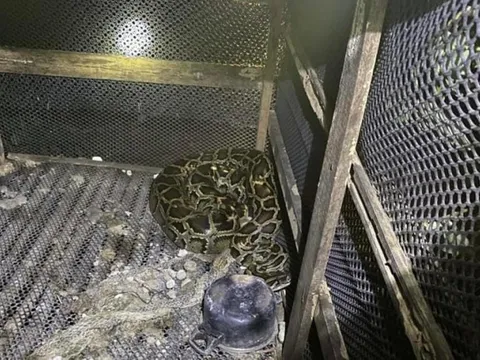 Chui vào chuồng bắt trăn, người đàn ông bị siết cổ tử vong