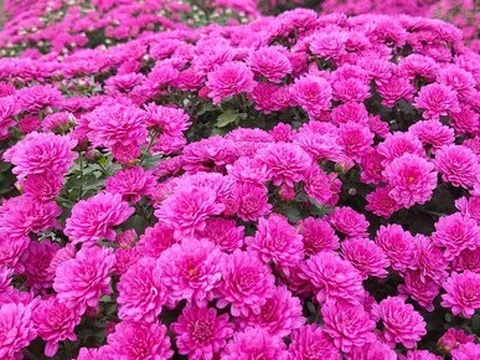 Cúc mâm xôi tím 'cháy hàng' khi lần đầu xuất hiện ở Cần Thơ