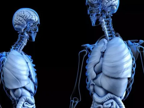 Phát hiện cơ quan mới trên mặt người