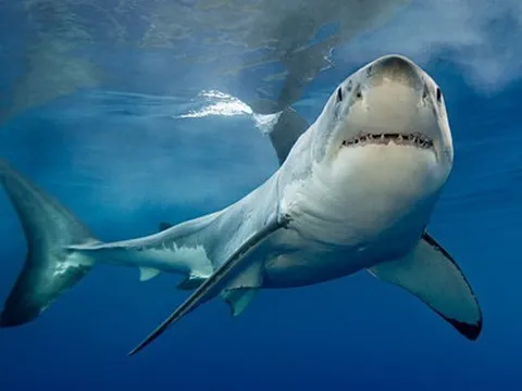 Khi “cá mập” Việt Vingroup, Masan, Thaco… tích lũy đủ nguồn lực: DN Việt dẫn dắt cuộc chơi chính trên thị trường M&A 2022