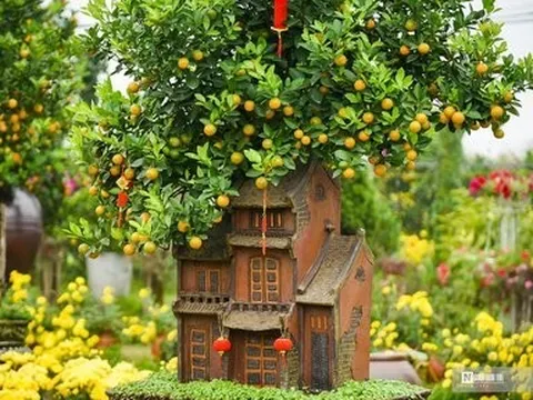 Quất bonsai vài triệu đồng/cây phục vụ khách Thủ đô dịp Tết