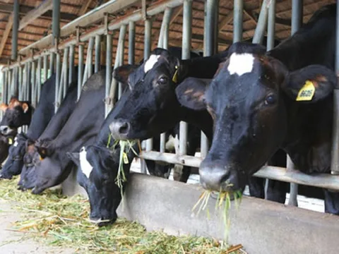 Một công ty sữa nhập 720 con bò tơ về nuôi khi chưa được phép