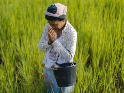 Tương lai của ngành lúa gạo Thái Lan đang bị đe dọa bởi 'kẻ xâm nhập' từ Việt Nam, lan rộng từng cánh đồng mà không biết xuất hiện khi nào
