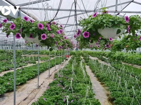 Người trồng hoa Tết ở Quảng Nam được mùa, được giá