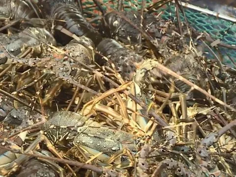 Tôm hùm rớt giá, vắng thương lái thu mua