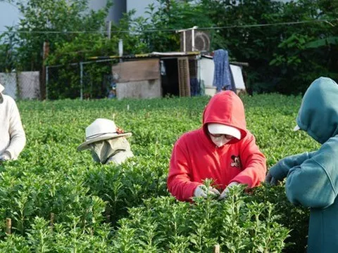 Công nhân bị mất việc đi ngắt lá, nhặt chồi tìm Tết