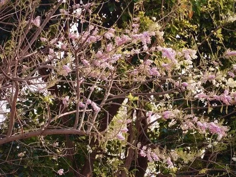 Ngắm hoa đỗ mai khoe sắc trên phố biển Vũng Tàu những ngày giáp Tết