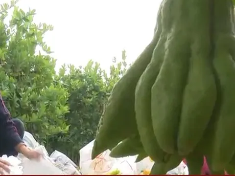 Vựa phật thủ lớn nhất miền Bắc tất bật những ngày cận Tết