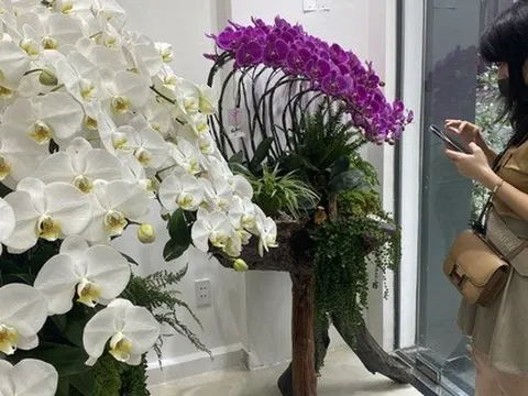 Lan hồ điệp trồng trên gỗ lũa cả trăm triệu đồng hút khách mua chơi Tết