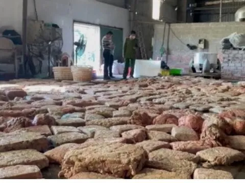 Phát hiện hàng chục tấn lòng lợn bẩn tại TP Móng Cái