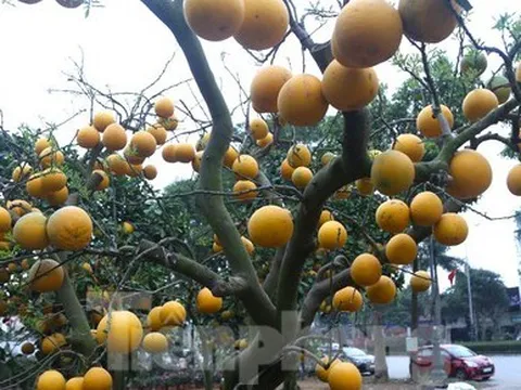 Bưởi Diễn thế trực huyền ‘độc nhất’ giá 150 triệu đồng xuống phố chơi Tết