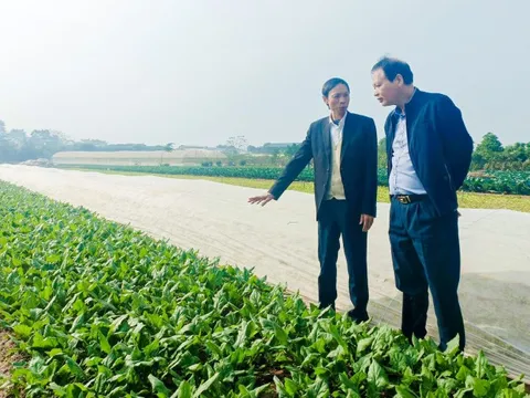 'Không để rau VietGAP dỏm tuồn vào siêu thị'