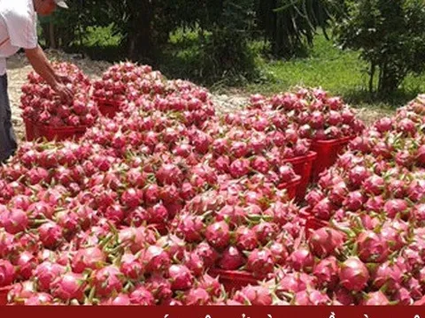 Trung Quốc “mở cửa”, giá thanh long tăng gấp 3 lần