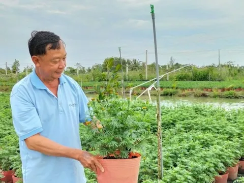 Bạc Liêu: Lo ngại thị trường hoa Tết không được giá