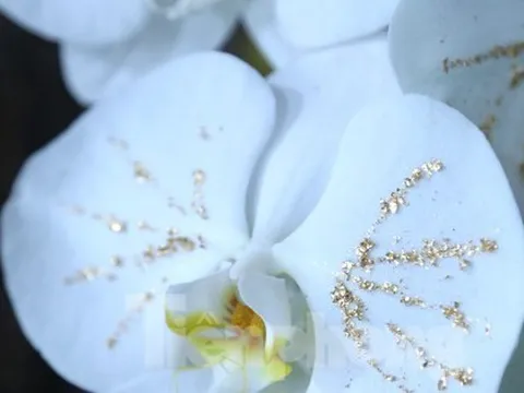 Lan trắng dát vàng, đào Thất Thốn gây ‘sốt’ dịp cận Tết