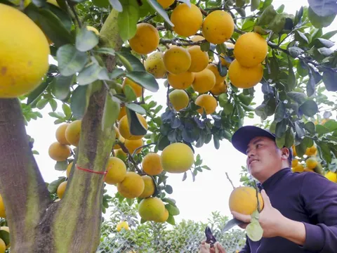 Bưởi cổ thụ giá chục triệu cháy hàng, được săn đón trước Tết Quý Mão
