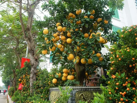 Chiêm ngưỡng cây bưởi cổ giá hơn trăm triệu đồng