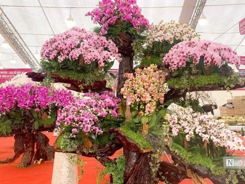 Độc đáo lan Hồ Điệp bonsai chào Tết Quý Mão 2023