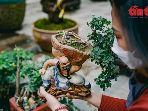 Hà Nội: Vạn tuế bonsai mini độc lạ hút khách chơi Tết