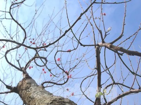 Ngắm những gốc đào 'khủng' giá hàng chục triệu xuống phố đón Tết