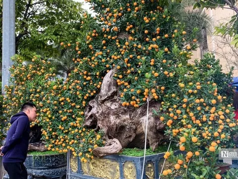 Quất gỗ lũa độc đáo chào Xuân Quý Mão