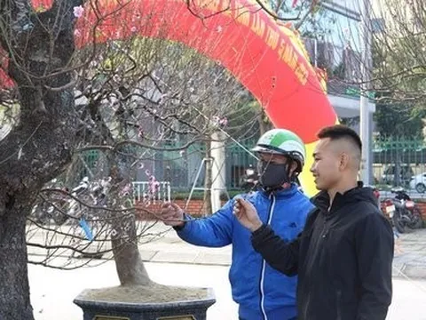 Đào khủng xuống phố chờ “đại gia” rước về chưng Tết