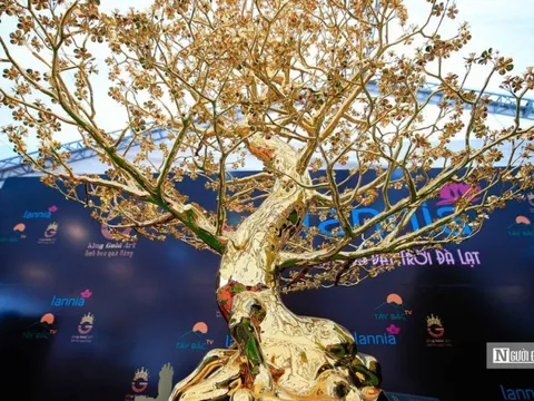 Chiêm ngưỡng cây mai mạ vàng có giá gần 6 tỷ ở Hà Nội