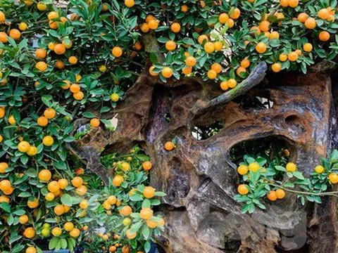 Độc lạ quất 'ôm' gỗ lũa chào Xuân Quý Mão