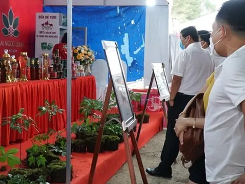 Đấu giá những củ sâm Ngọc Linh chất lượng nhất