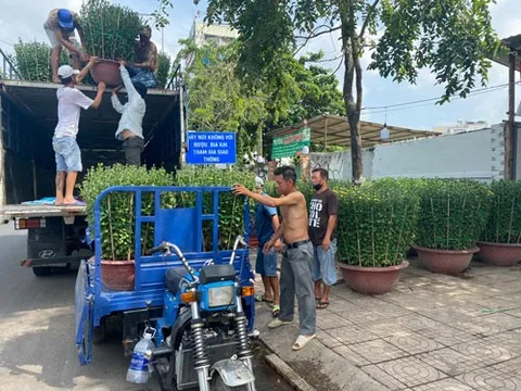 Hoa, kiểng nhộn nhịp vào vụ Tết