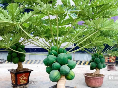 Đu đủ bonsai chục triệu đồng/cây chào Tết Quý Mão