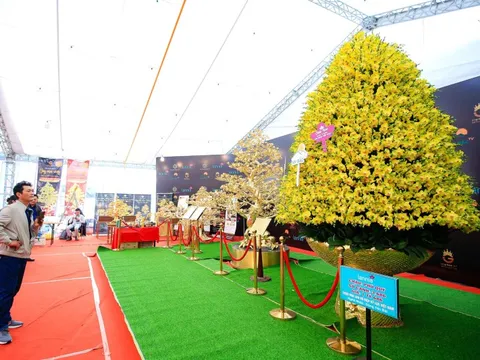 Choáng ngợp chậu lan hồ điệp "khổng lồ" gần 1,7 tỉ đồng ở Hà Nội