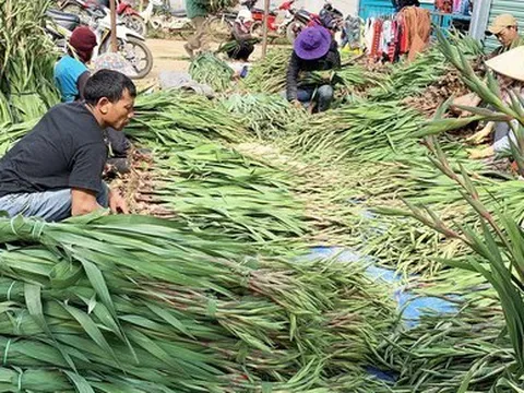 Thương lái nườm nượp đổ về làng hoa lay ơn lớn nhất nước dịp Tết