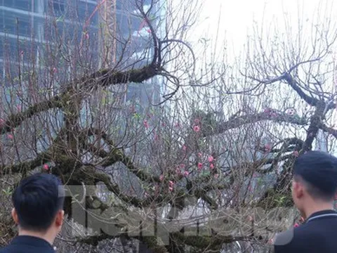 Cây đào Nhật Tân thế rồng bay 50 tuổi 'khấy đảo' cả thành Vinh có gì đặc biệt?