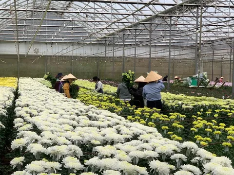 Không để hoa cắt cành dội chợ