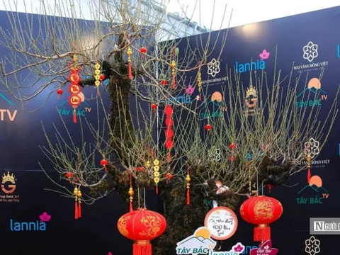 Cận cảnh những siêu cây được "hét giá" cả tỷ bạc trưng Tết