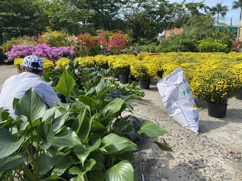 Diễn biến lạ trên thị trường hoa kiểng Tết ở TP HCM