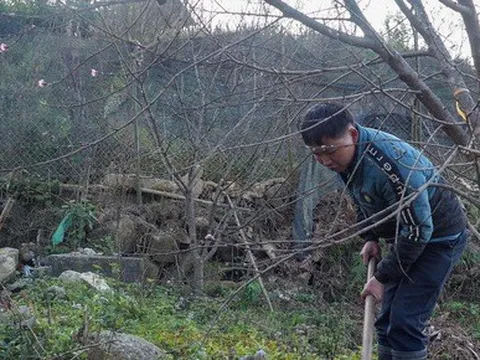 'Đào rừng' có thật từ rừng?