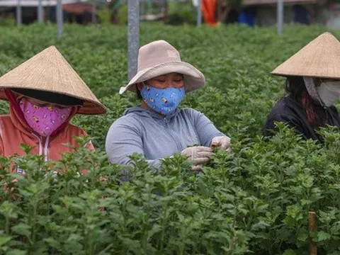 Sinh viên, công nhân thất nghiệp “ngắt lá, bẻ nụ hoa” kiếm tiền triệu tiêu Tết