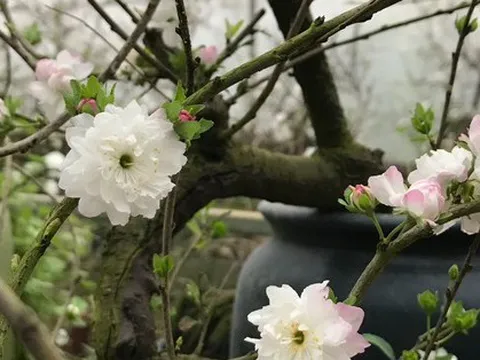 Hà Nội: Chiêm ngưỡng chi mai trắng, dáng lạ, chỉ cho thuê chứ không bán