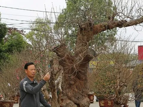 Choáng với gốc đào khủng giá gần 100 triệu đồng