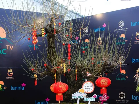 Ngắm gốc đào cổ thụ 100 năm tuổi được chào giá 368 triệu đồng