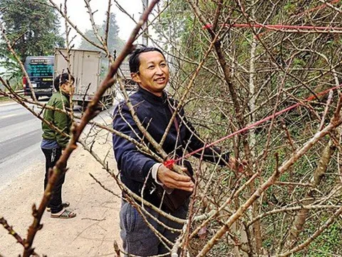 Săn đào xuyên biên giới