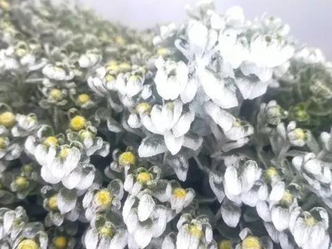 Miền Bắc có thể đón mưa tuyết, băng giá dịp gần Tết